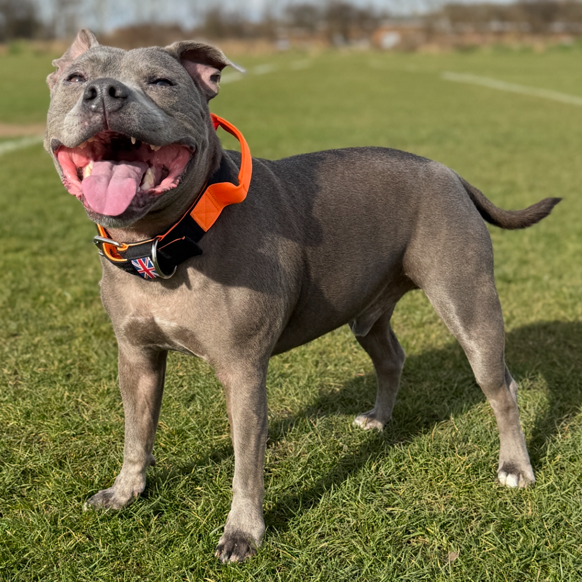 Staffordshire Bull Terrier 1935® Nylon Collar with Handle - Ronnie Edition - Black & Neon Orange