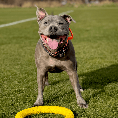 Staffordshire Bull Terrier 1935® Nylon Collar with Handle - Ronnie Edition - Black & Neon Orange