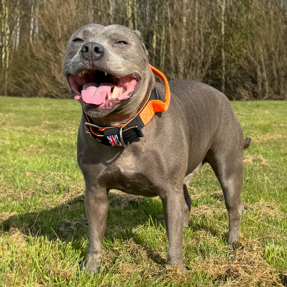 Staffordshire Bull Terrier 1935® Nylon Collar with Handle - Ronnie Edition - Black & Neon Orange