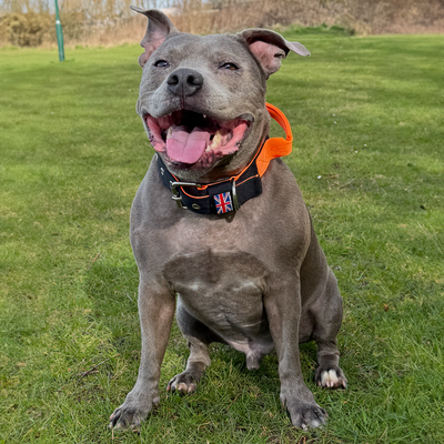Staffordshire Bull Terrier 1935® Nylon Collar with Handle - Ronnie Edition - Black & Neon Orange