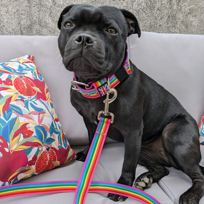 Staffordshire Bull Terrier 1935® Nylon Collar - Rainbow Edition