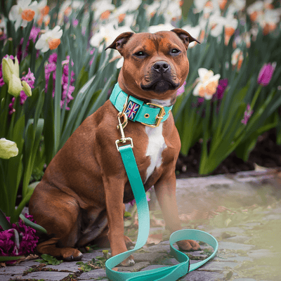 Staffordshire Bull Terrier 1935® Nylon Collar - Ayla Staffany Edition - Turquoise & Gold