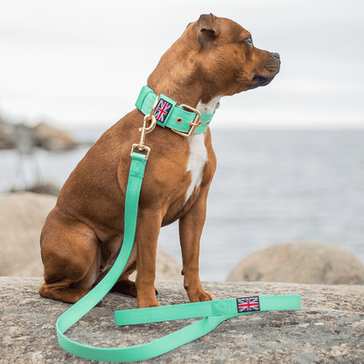Staffordshire Bull Terrier 1935® Nylon Leash - Ayla's Staffany Edition - Normal