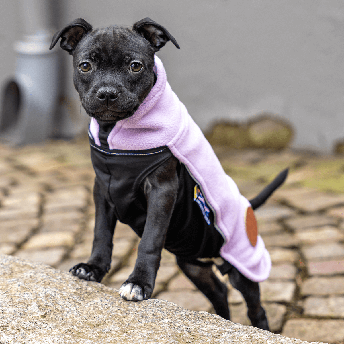 Staffordshire Bull Terrier 1935® Valp Fleecetäcke - Babylila