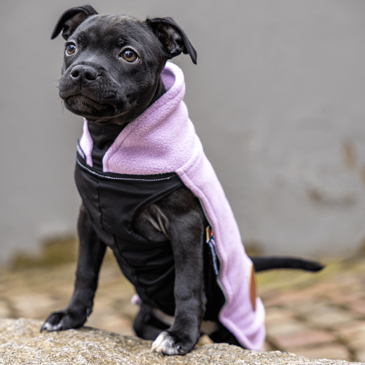 Staffordshire Bull Terrier 1935® Valp Fleecetäcke - Babylila