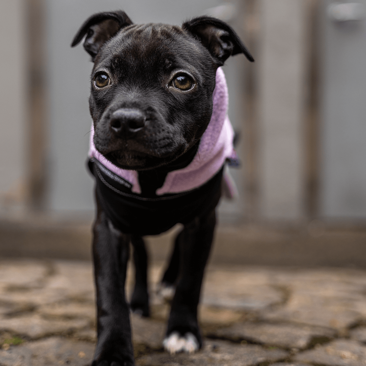 Staffordshire Bull Terrier 1935® Valp Fleecetäcke - Babylila