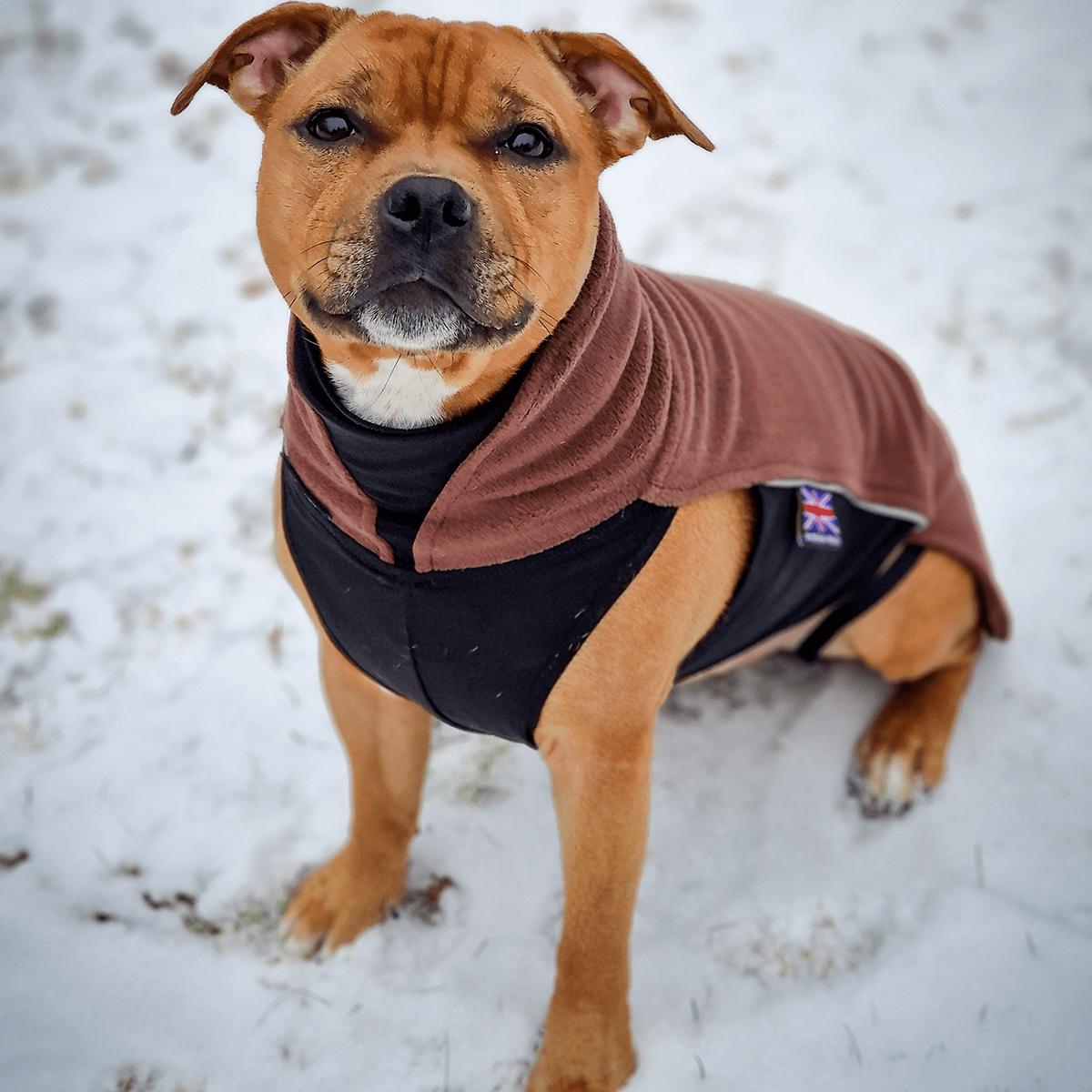 Staffordshire Bull Terrier 1935® Fleece Coat Chocolate