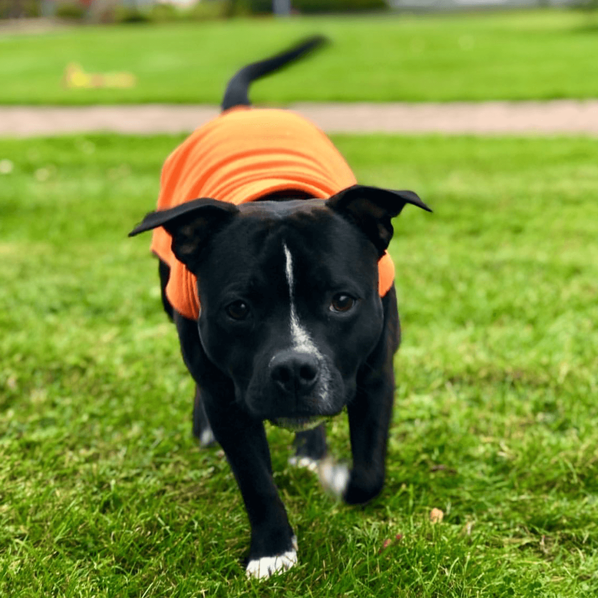 Staffordshire Bull Terrier 1935® Fleecetäcke  - Orange