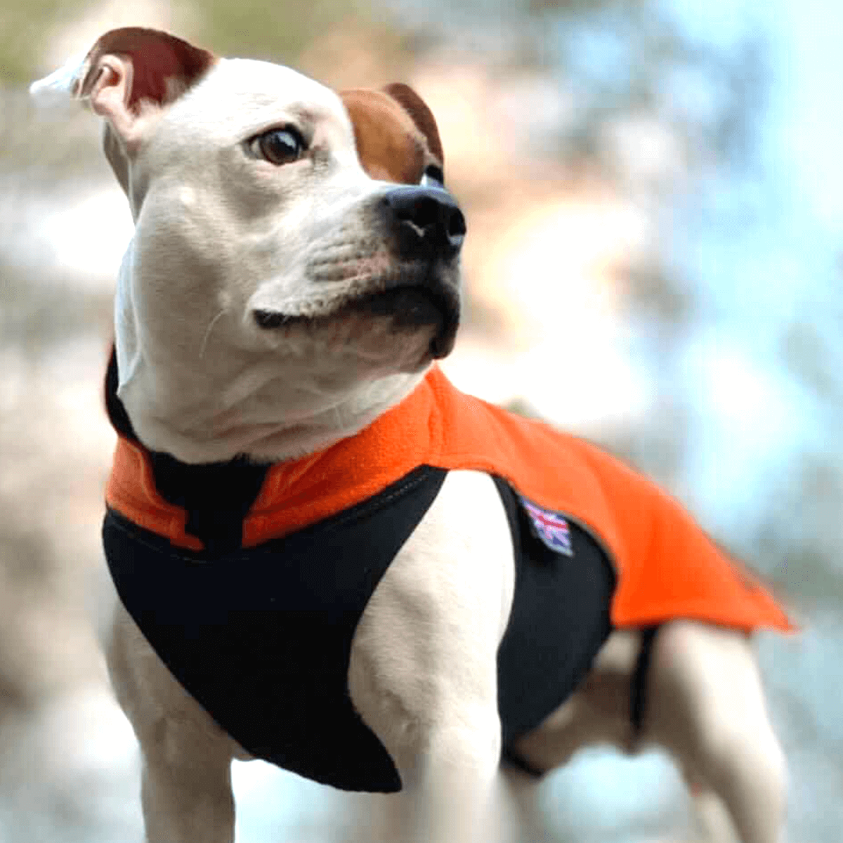 Staffordshire Bull Terrier 1935® Fleecetäcke  - Orange