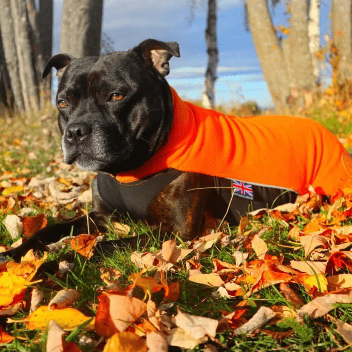 Staffordshire Bull Terrier 1935® Fleecetäcke  - Orange