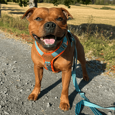 Staffordshire Bull Terrier 1935® Sele & Koppel Set - Alvin Edition - Aqua & Neonorange