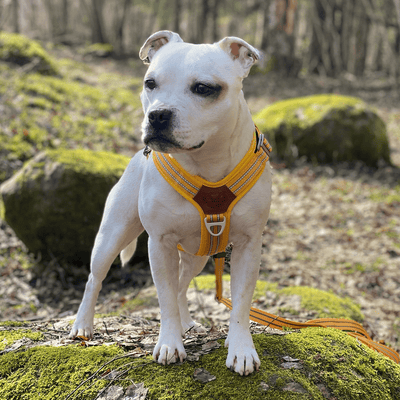 Staffordshire Bull Terrier 1935® Sele & Koppel Set - Gul