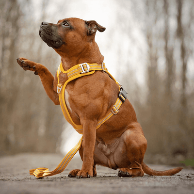 Staffordshire Bull Terrier 1935® Sele & Koppel Set - Gul