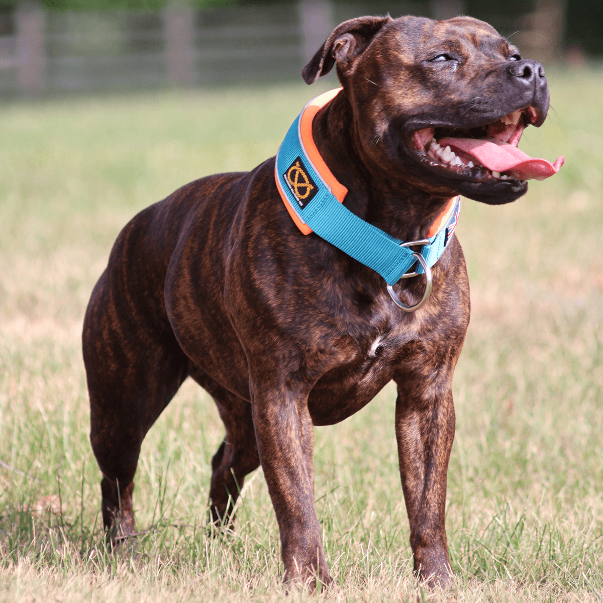 Staffordshire Bull Terrier 1935® Martingale Collar