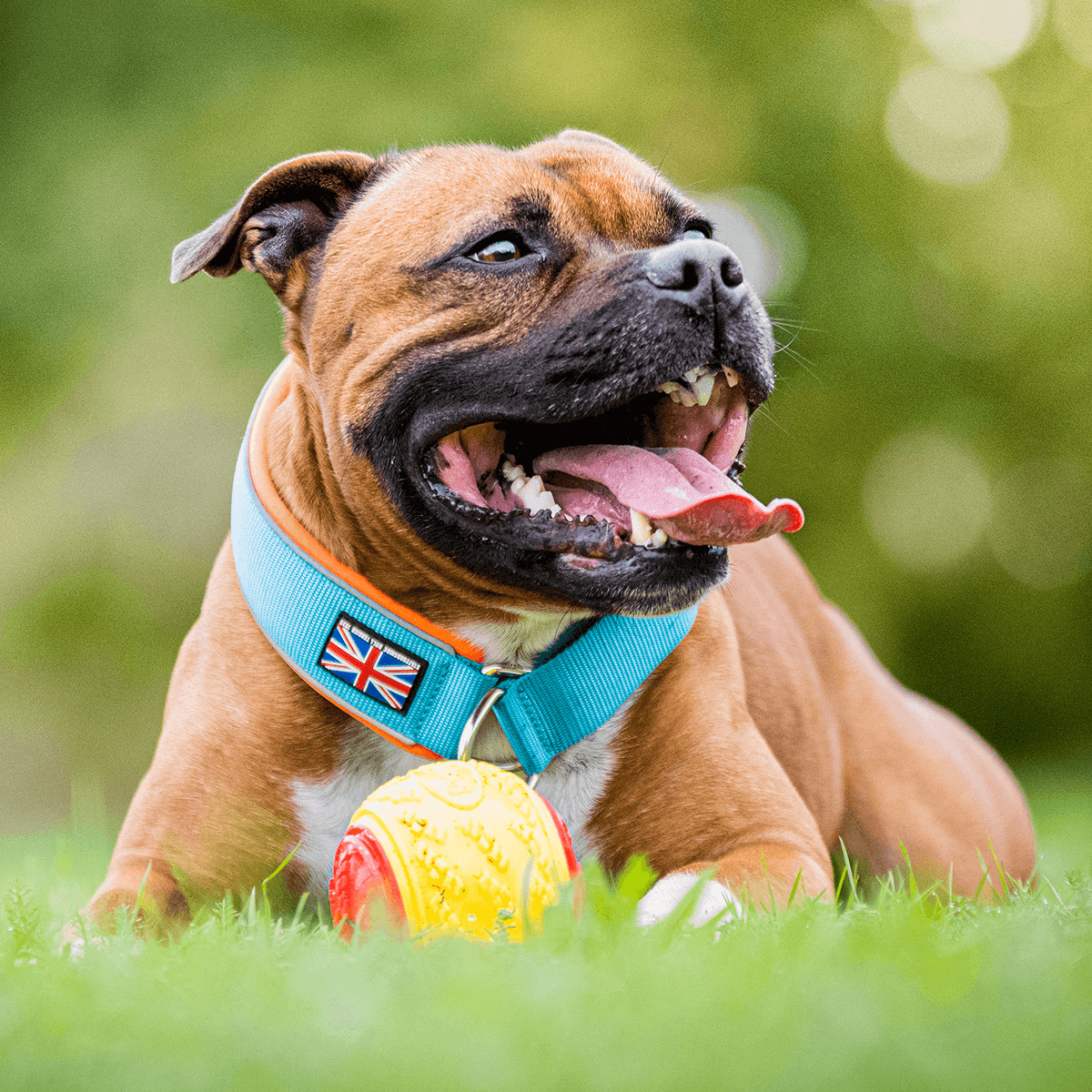 Staffordshire Bull Terrier 1935® Martingale Collar