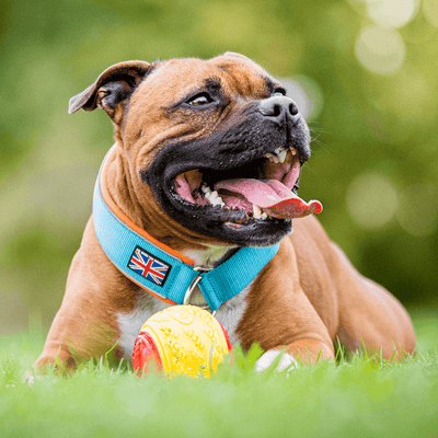 Staffordshire Bull Terrier 1935® Martingale Collar