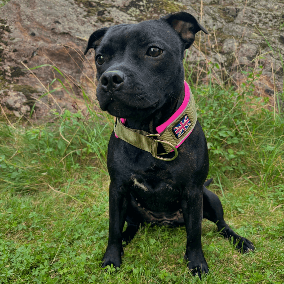 Staffordshire Bull Terrier 1935® Martingale Halsband - Army Pink - Grön & Neonrosa