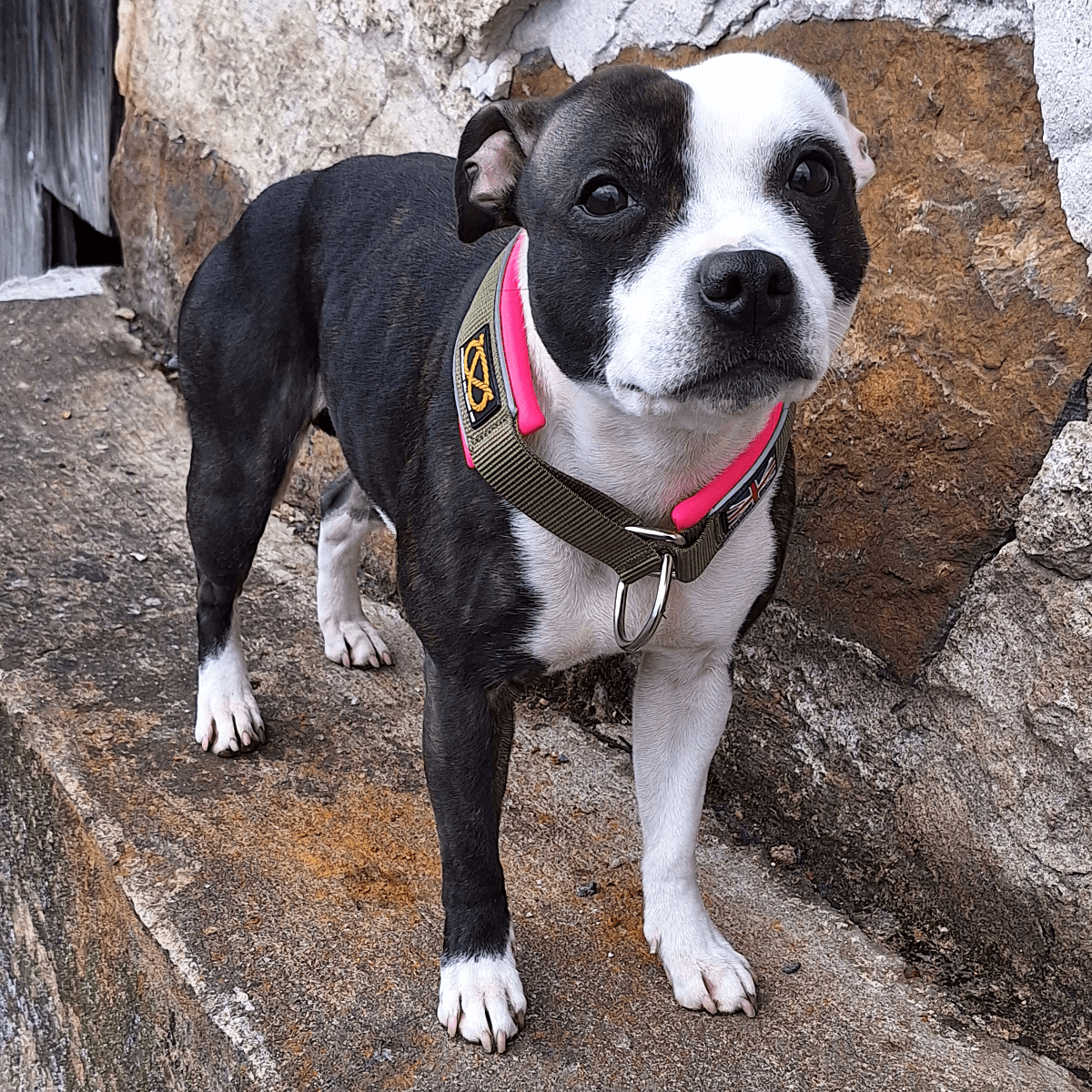 Staffordshire Bull Terrier 1935® Martingale Halsband - Army Pink - Grön & Neonrosa