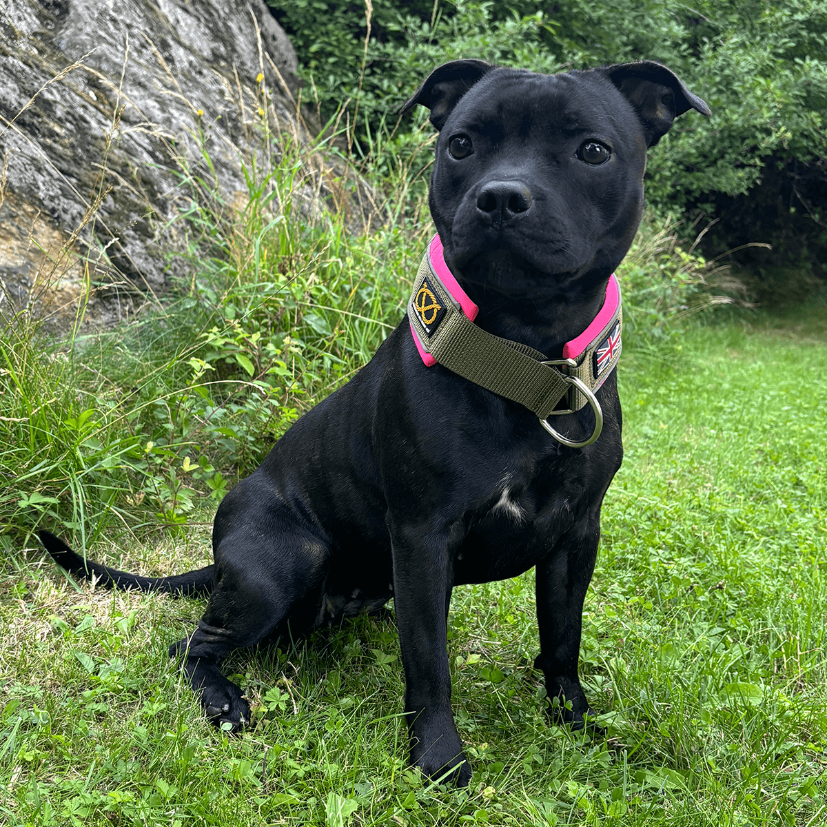 Staffordshire Bull Terrier 1935® Martingale Halsband - Army Pink - Grön & Neonrosa
