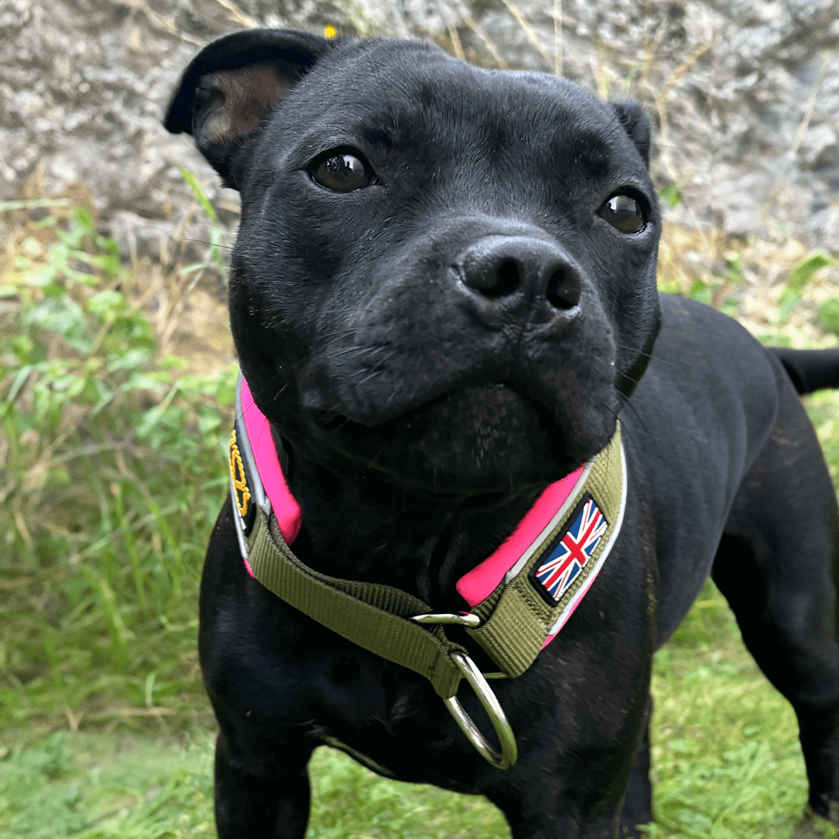 Staffordshire Bull Terrier 1935® Martingale Halsband - Army Pink - Grön & Neonrosa