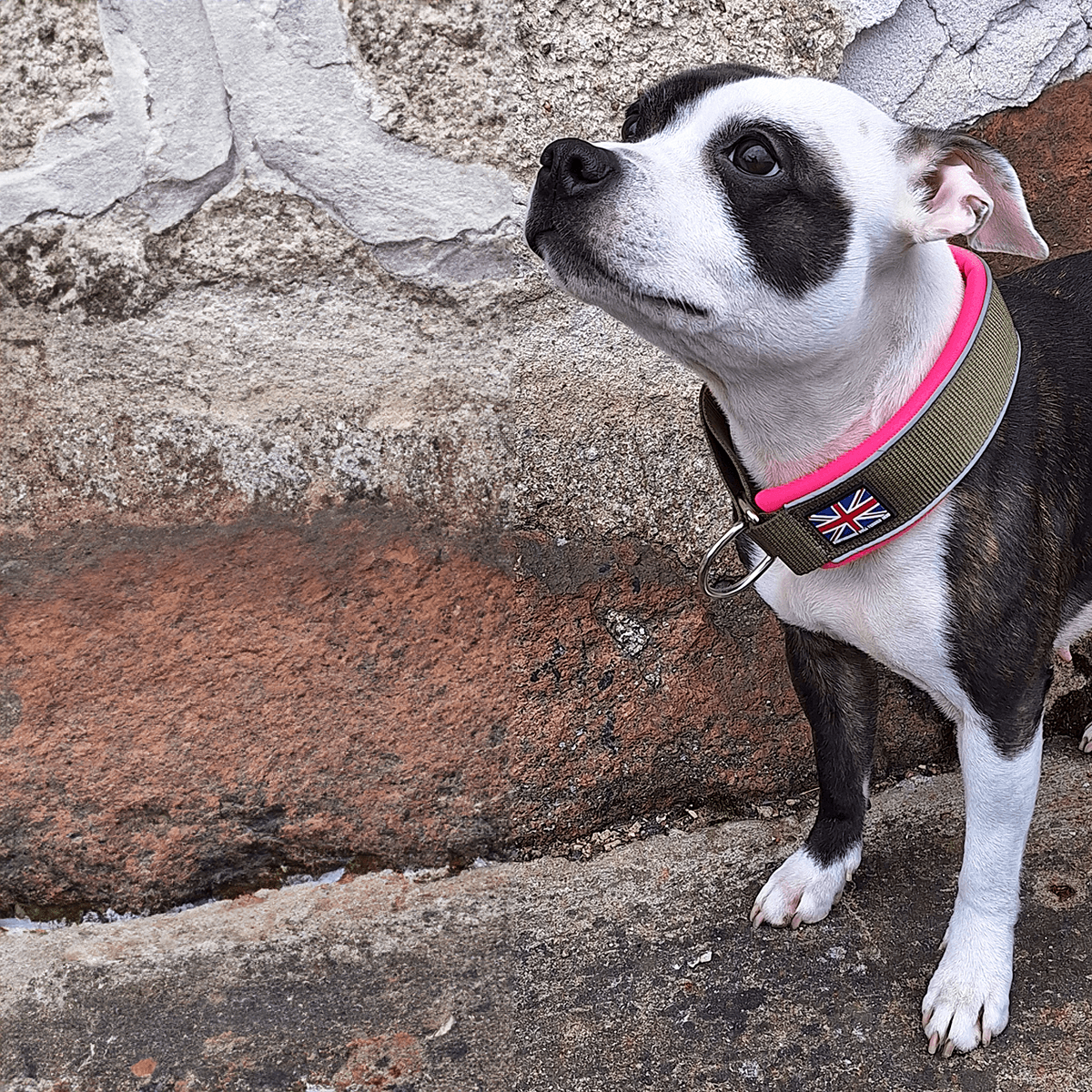 Staffordshire Bull Terrier 1935® Martingale Halsband - Army Pink - Grön & Neonrosa