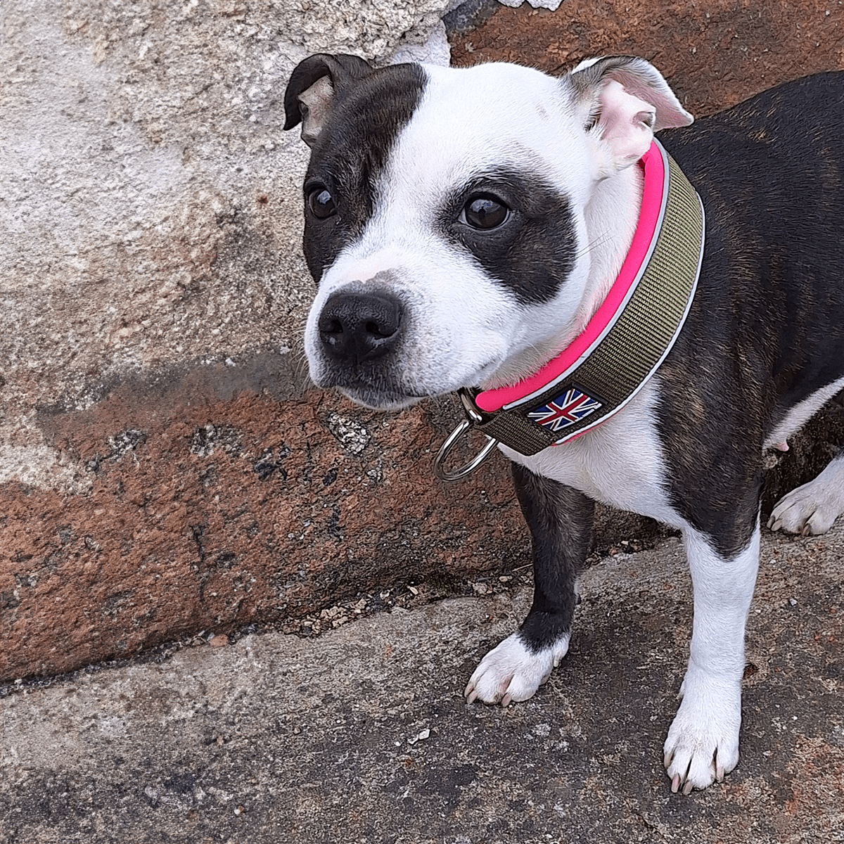 Staffordshire Bull Terrier 1935® Martingale Halsband - Army Pink - Grön & Neonrosa