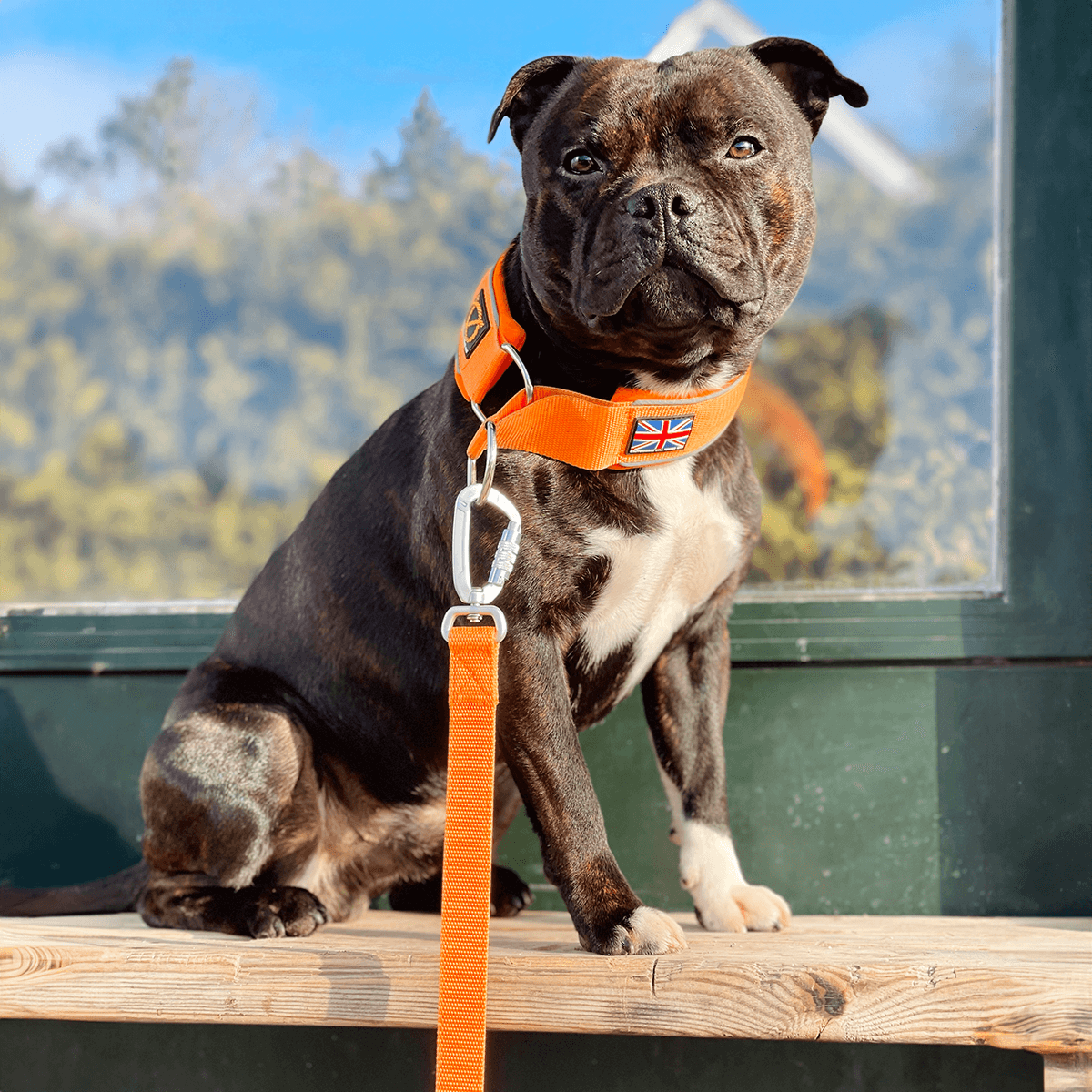 Staffordshire Bull Terrier 1935® Martingale Halsband - Orange