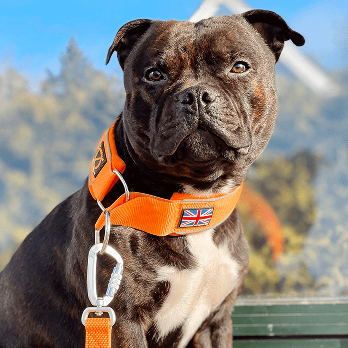 Staffordshire Bull Terrier 1935® Martingale Halsband - Orange