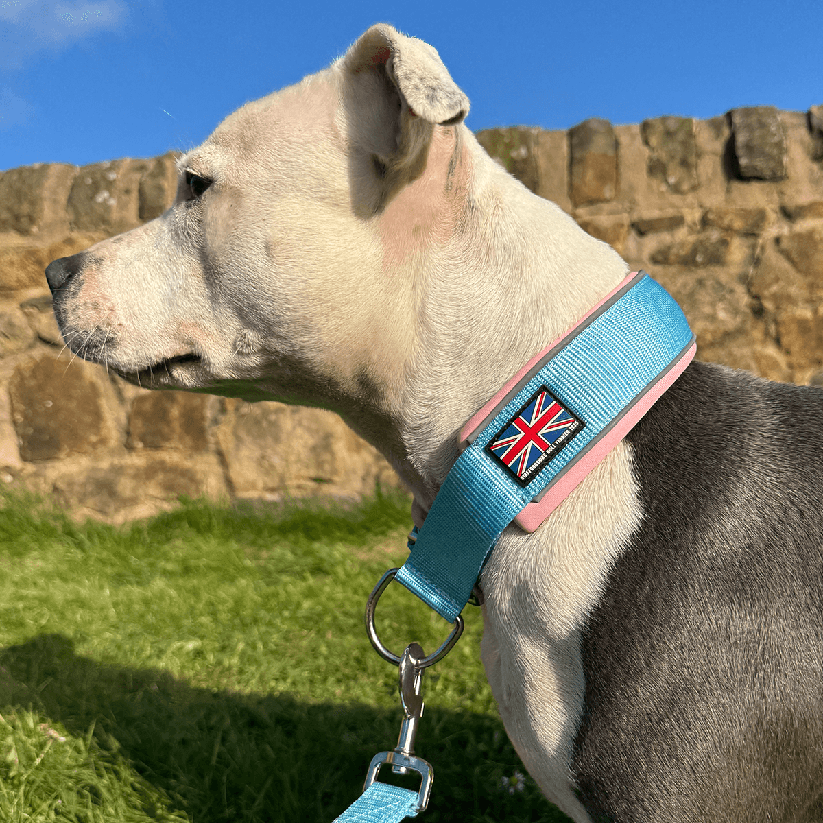 Staffordshire Bull Terrier 1935® Martingale Halsband - Izy Bubblegum Edition - Babyblå & Babyrosa