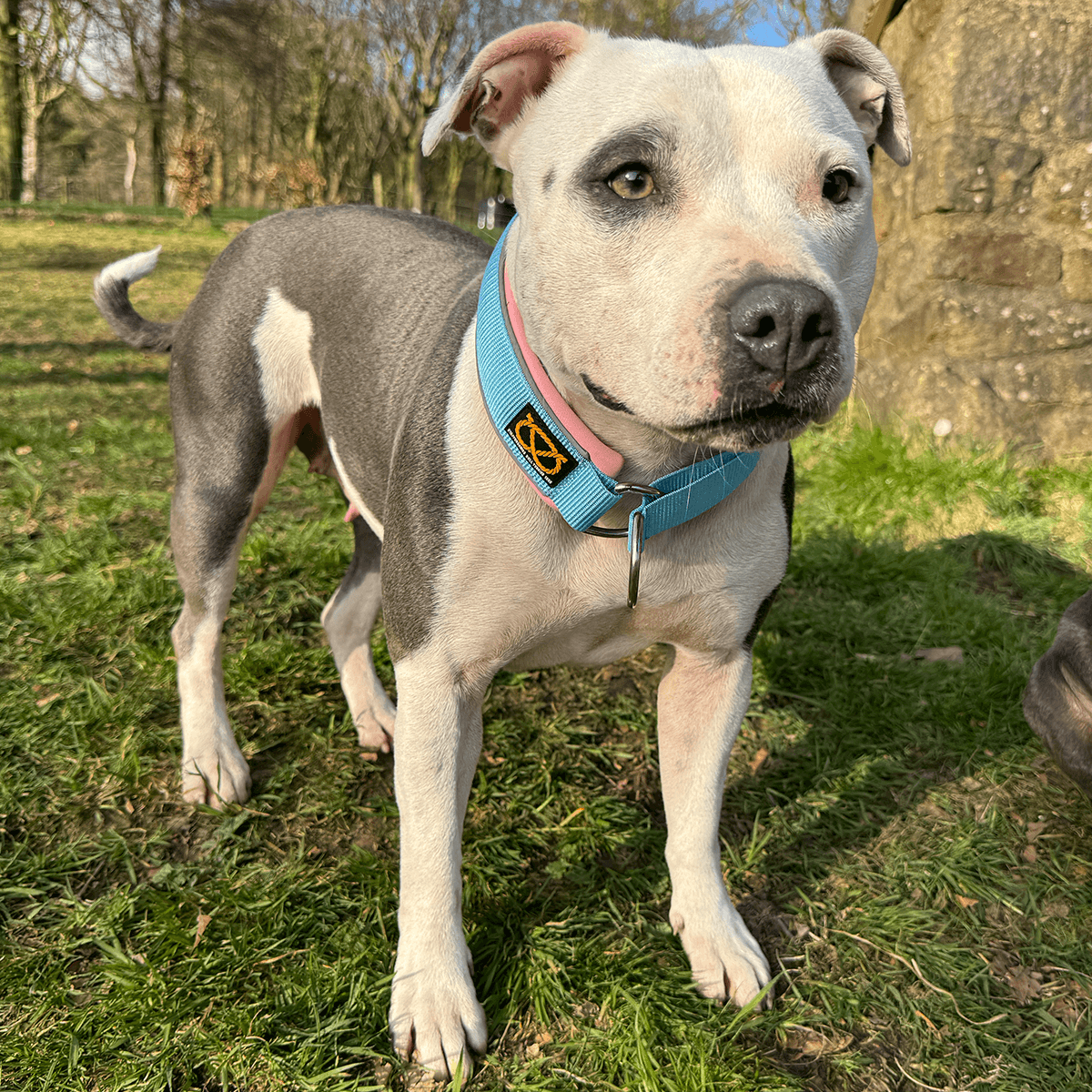 Staffordshire Bull Terrier 1935® Martingale Halsband - Izy Bubblegum Edition - Babyblå & Babyrosa