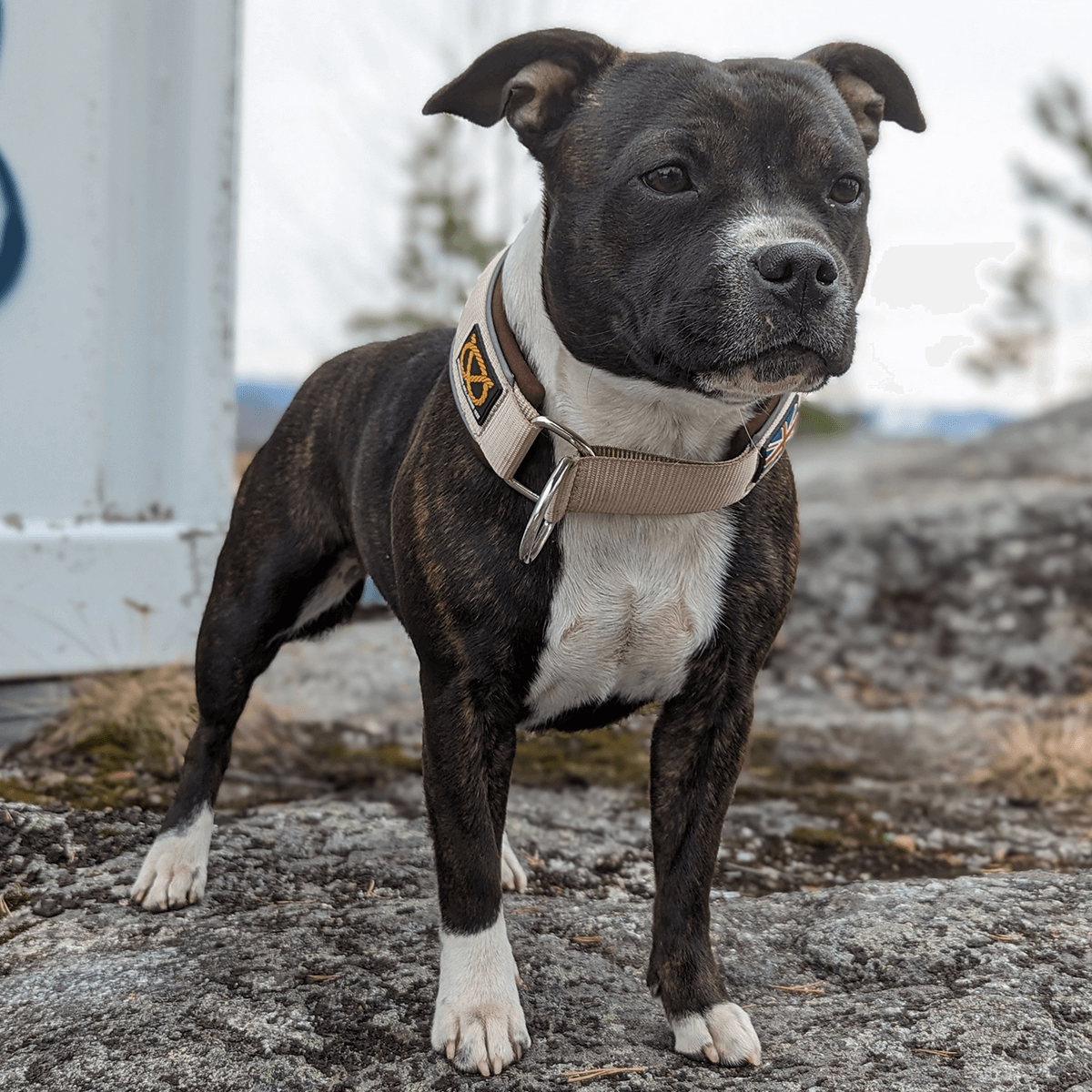 Staffordshire Bull Terrier 1935® Martingale Halsband - Tahvo Edition - Beige & Choklad