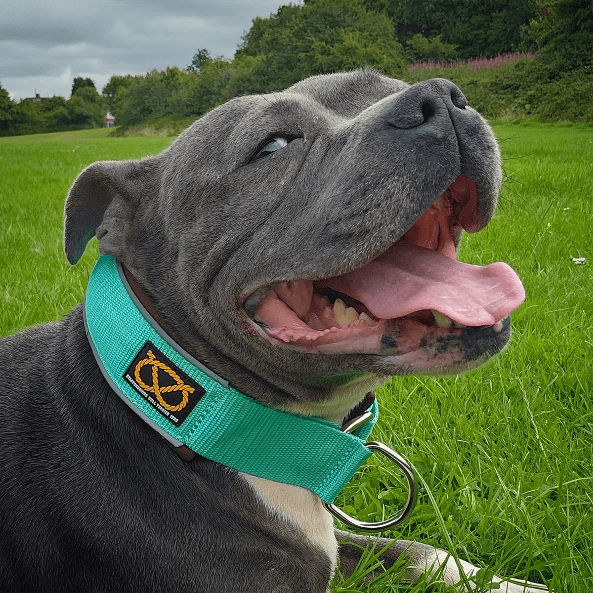 Staffordshire Bull Terrier 1935® Martingale Halsband - Bruce Edition - Mint & Choklad