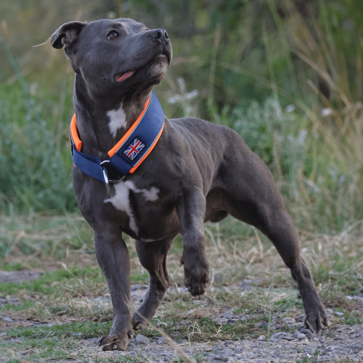 Staffordshire Bull Terrier 1935® Martingale Halsband - Mörkblå & Neonorange