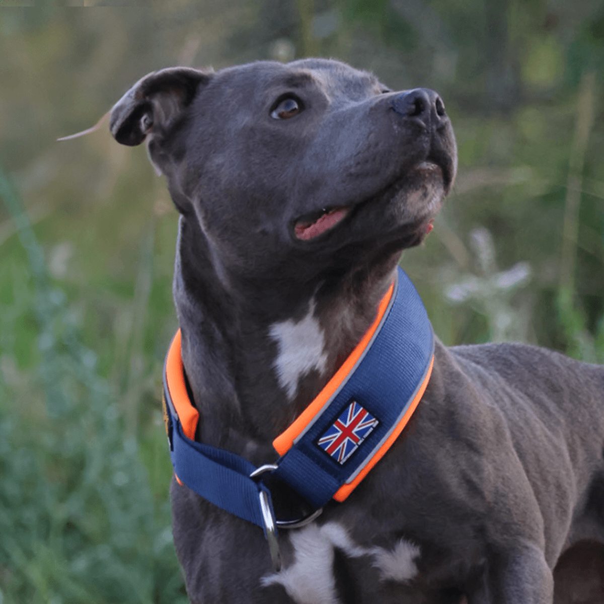 Staffordshire Bull Terrier 1935® Martingale Halsband - Mörkblå & Neonorange