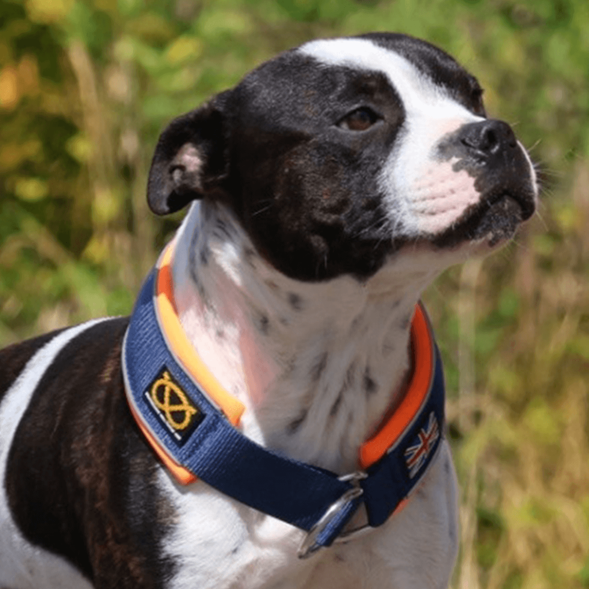 Staffordshire Bull Terrier 1935® Martingale Halsband - Mörkblå & Neonorange