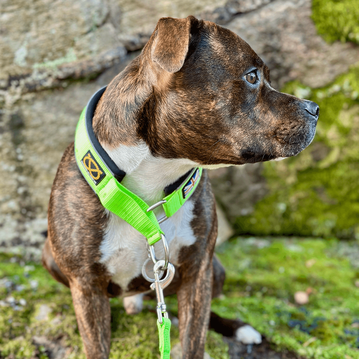 Staffordshire Bull Terrier 1935® Martingale Halsband - Chevy Edition - Neongrön