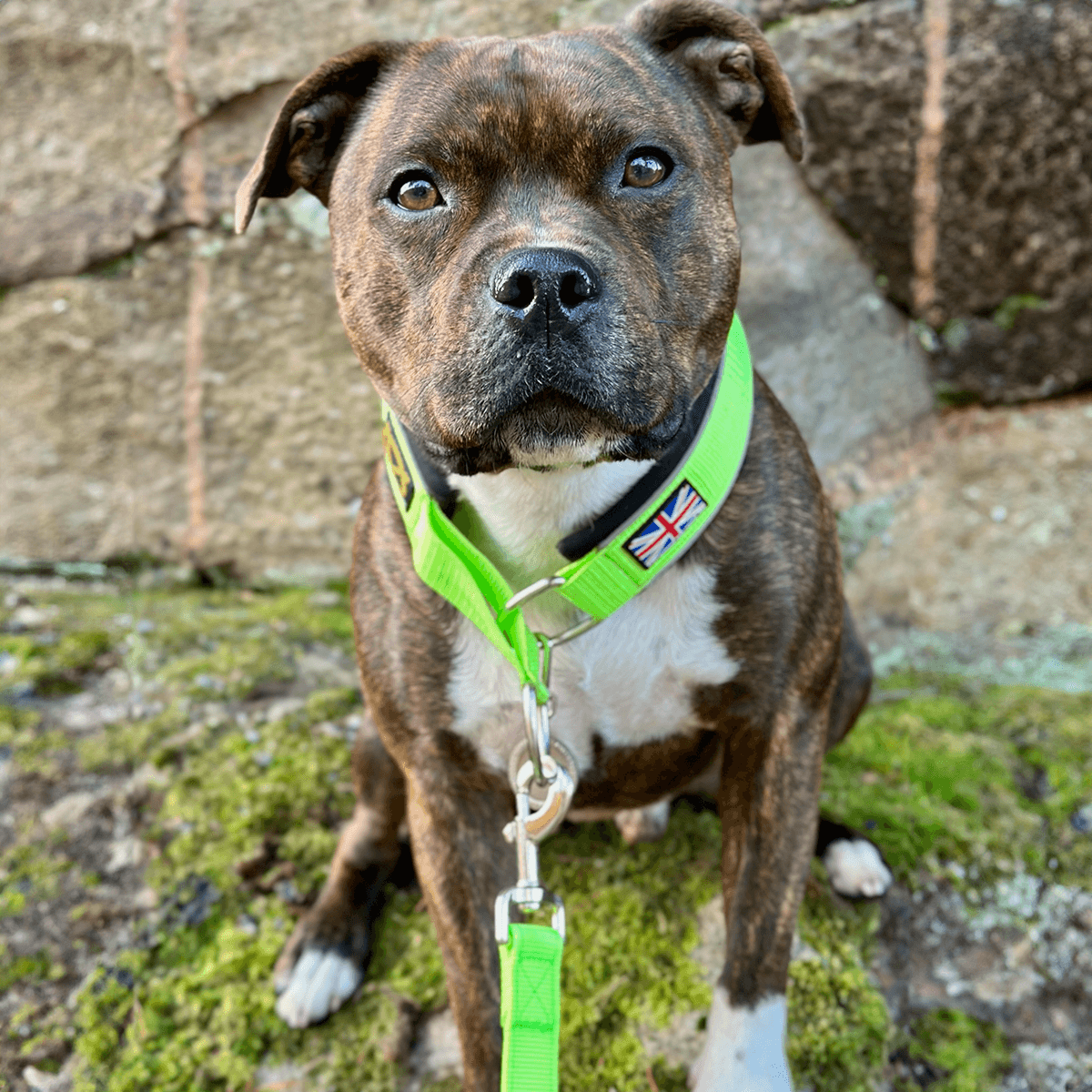 Staffordshire Bull Terrier 1935® Martingale Halsband - Chevy Edition - Neongrön