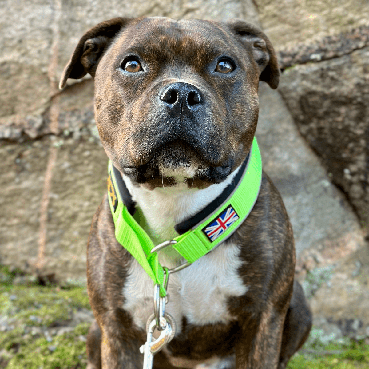 Staffordshire Bull Terrier 1935® Martingale Halsband - Chevy Edition - Neongrön