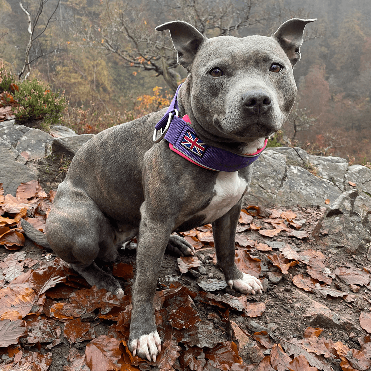 Staffordshire Bull Terrier 1935® Martingale Halsband - Lila & Neonrosa