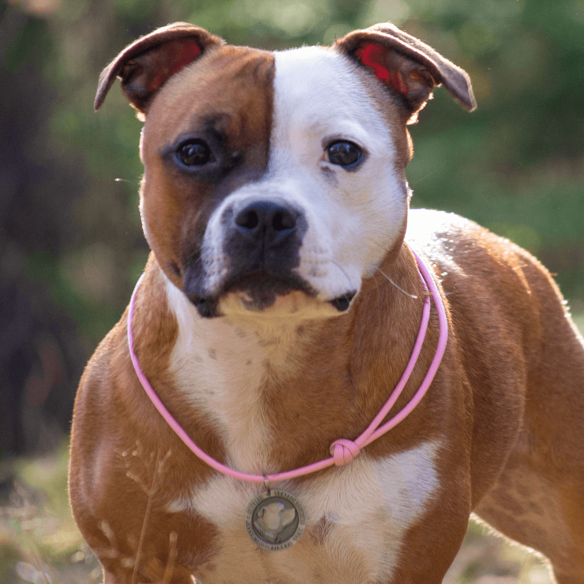 Staffordshire Bull Terrier 1935® Namnbricka med Paracord - Antik
