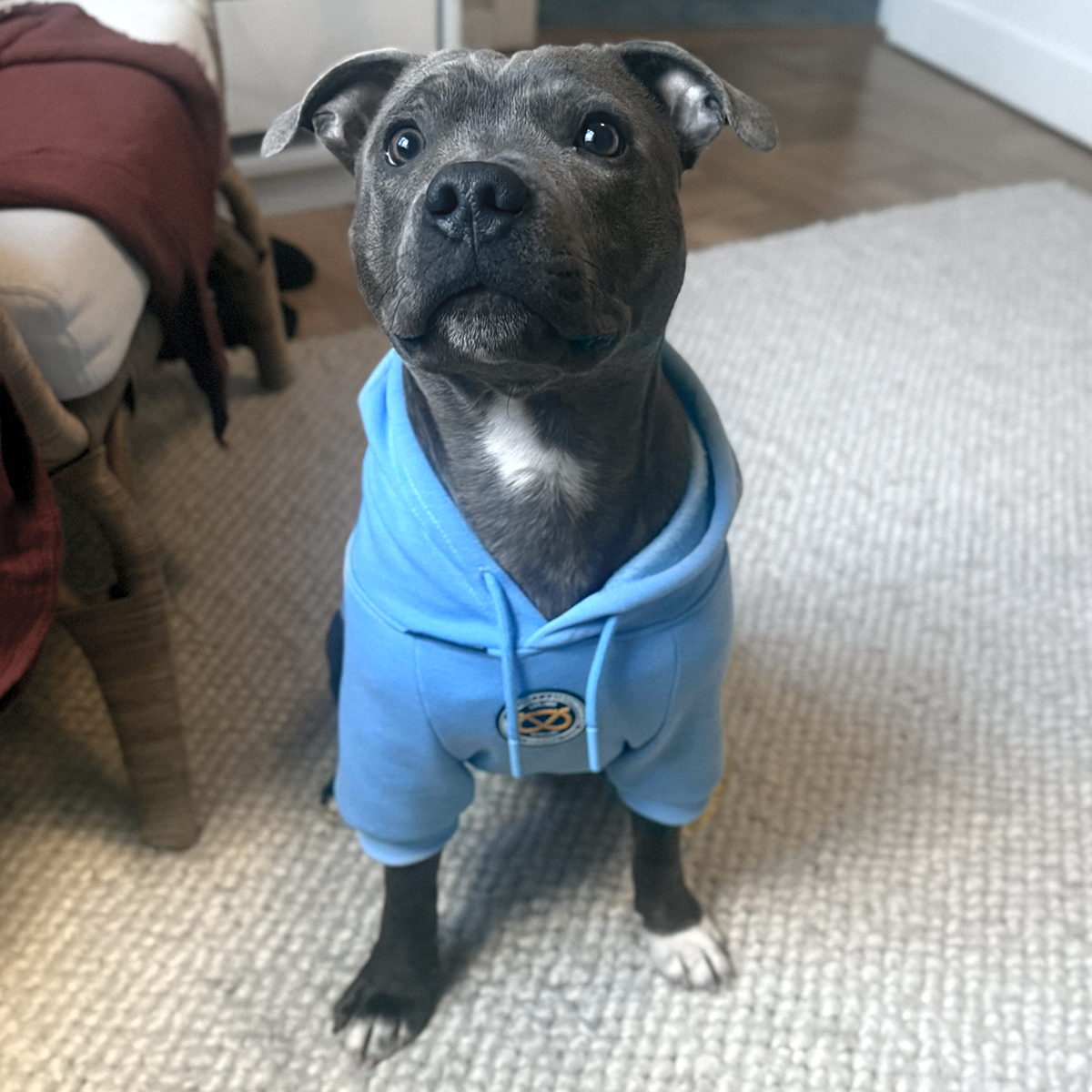 Staffordshire Bullterrier 1935® Hoodie - Babyblå