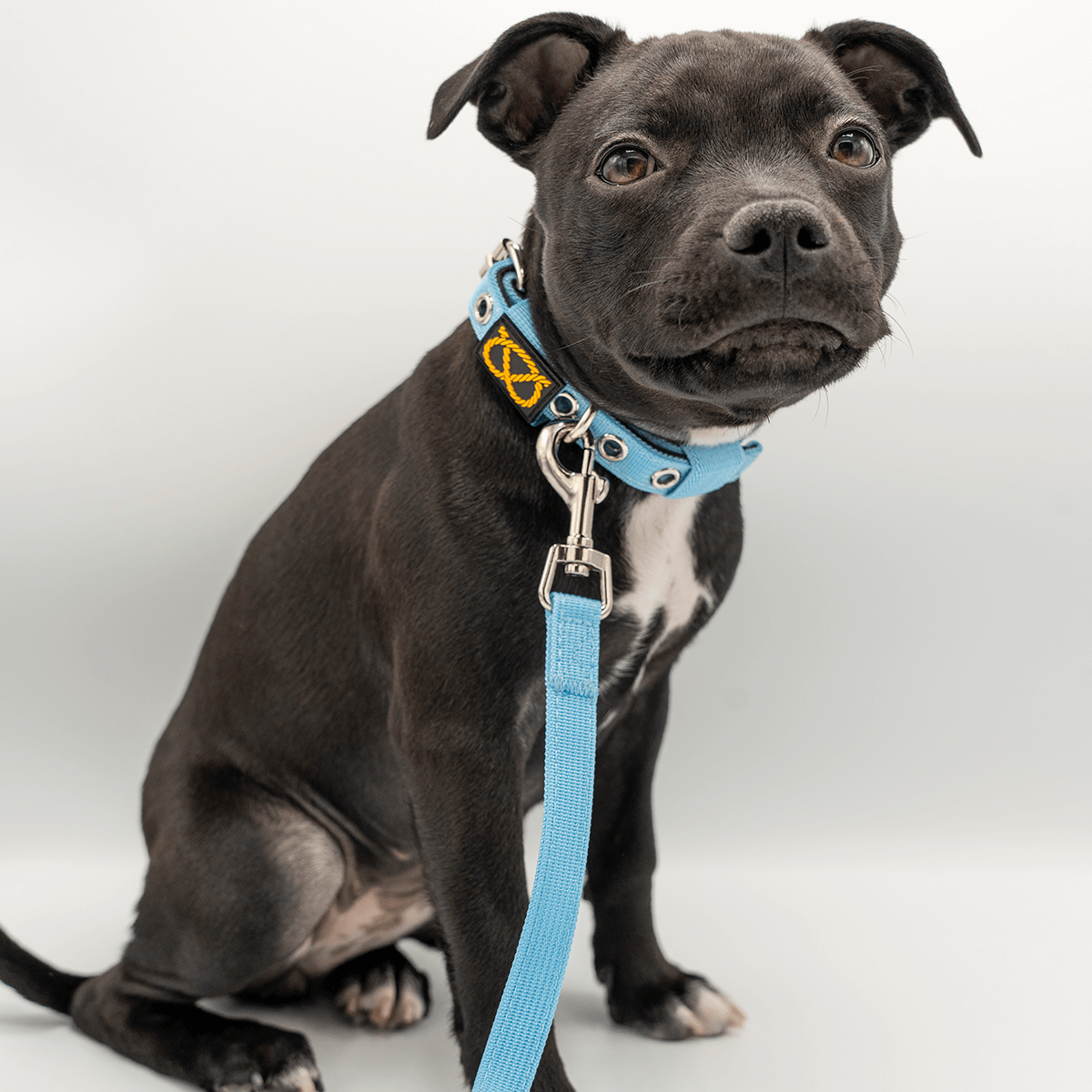 Staffordshire Bull Terrier 1935® Valphalsband & Koppel Set - Babyblå