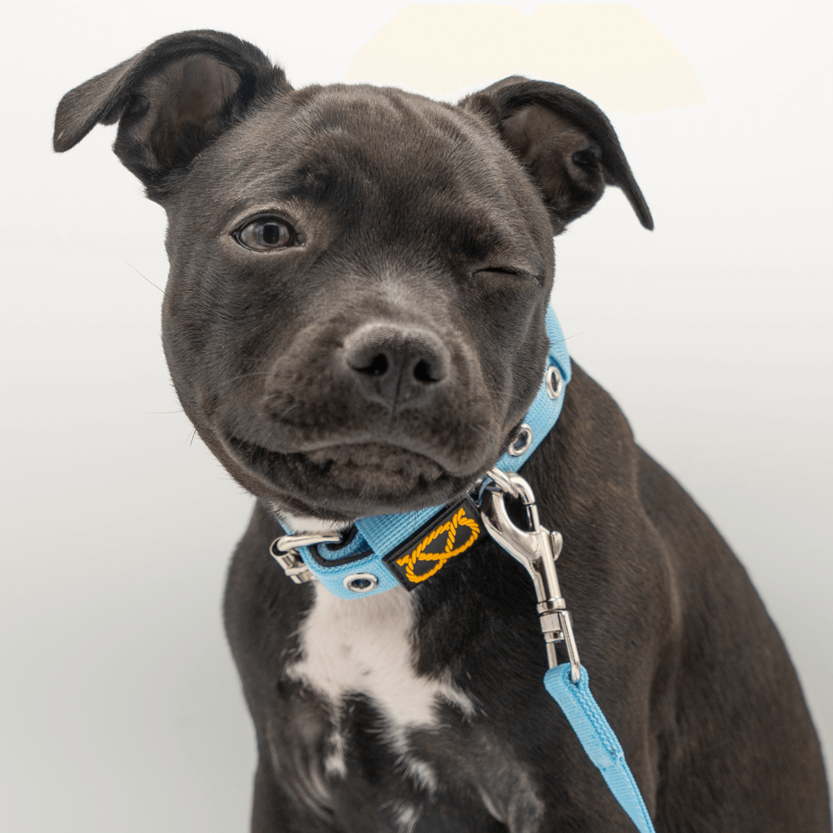 Staffordshire Bull Terrier 1935® Valphalsband & Koppel Set - Babyblå