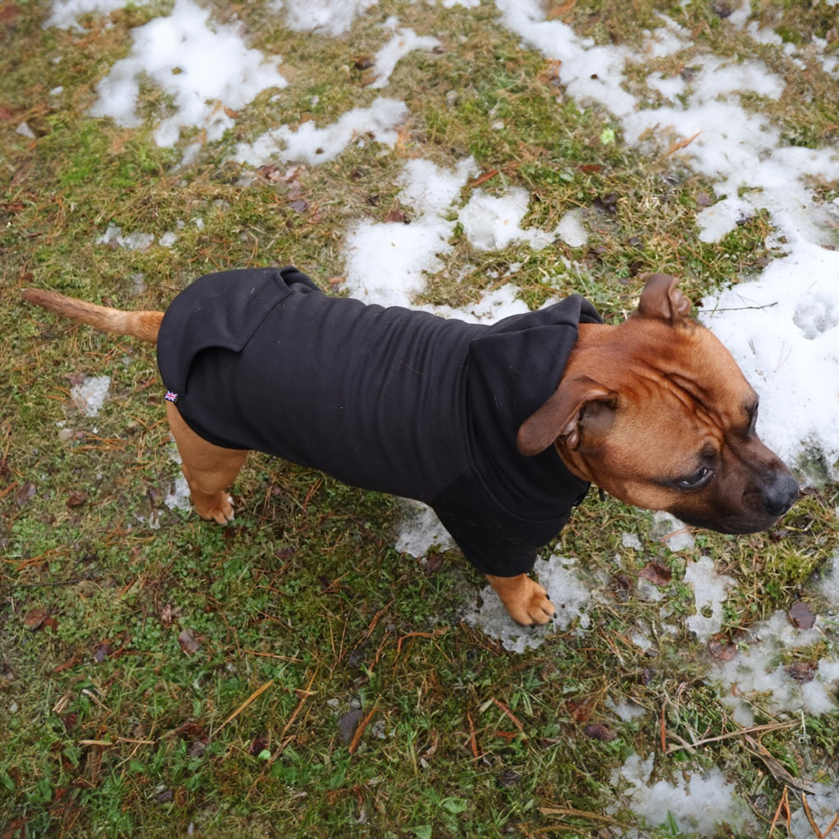Staffordshire Bullterrier 1935® Hoodie - Svart
