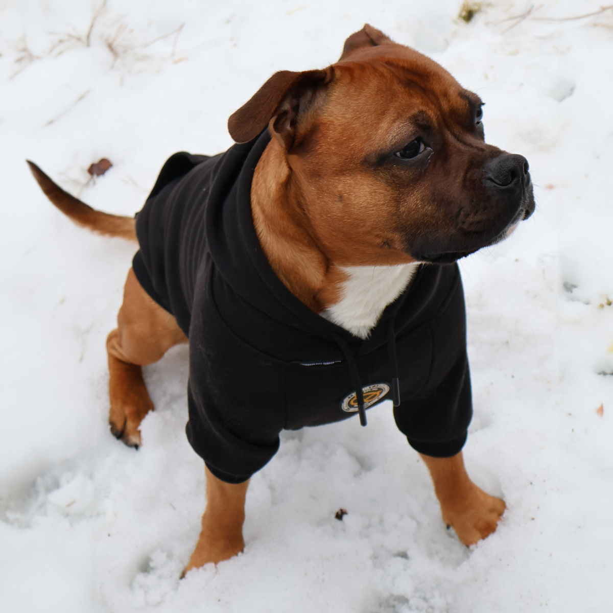 Staffordshire Bullterrier 1935® Hoodie - Svart