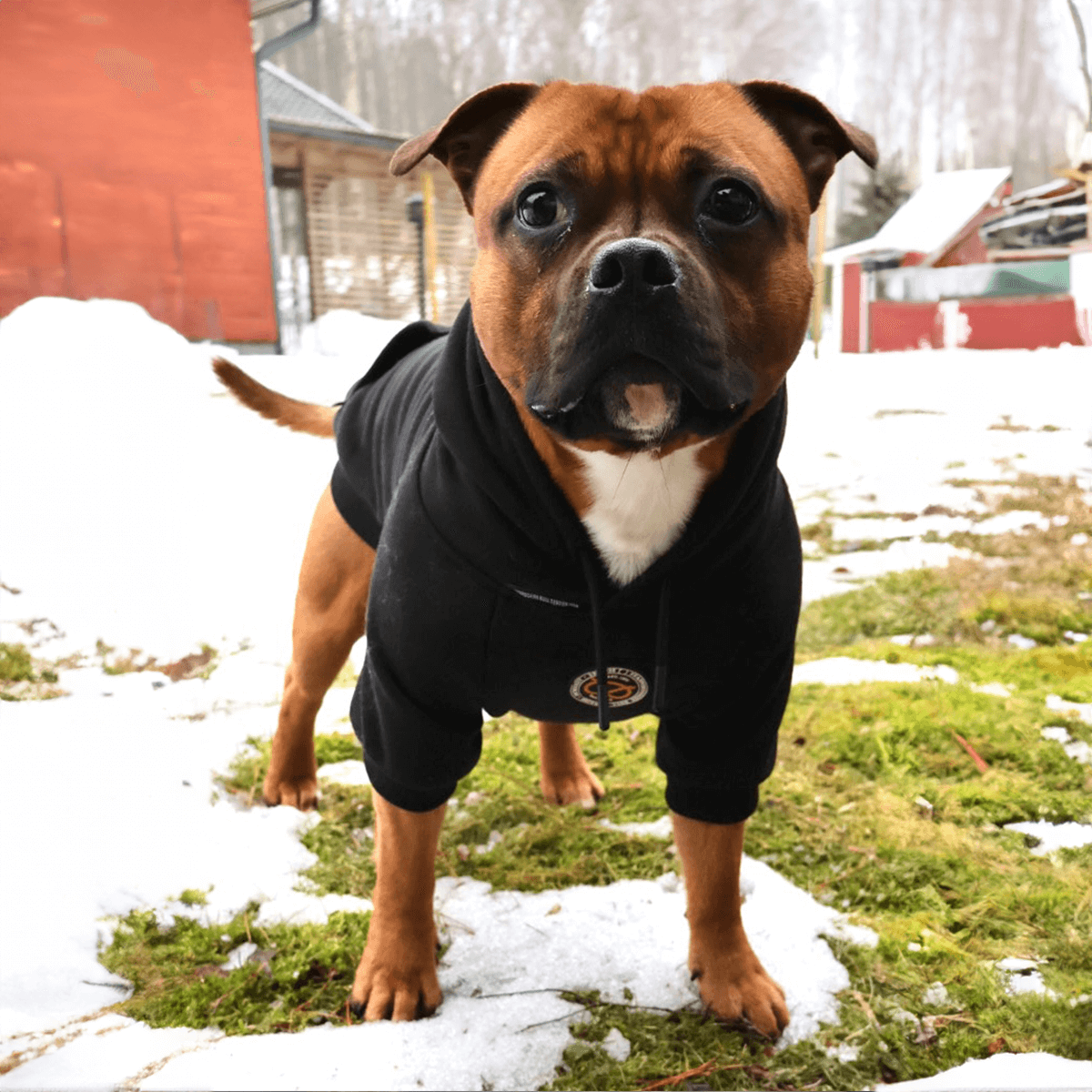 Photography Bull Terrier All Black American Pit Bull Terrier Puppy