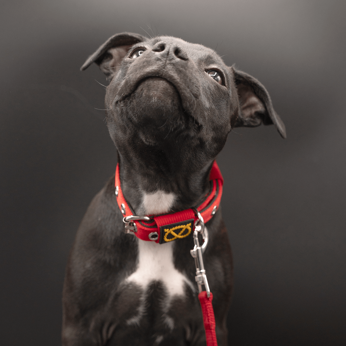 Staffordshire Bull Terrier 1935® Valphalsband & Koppel Set - Röd