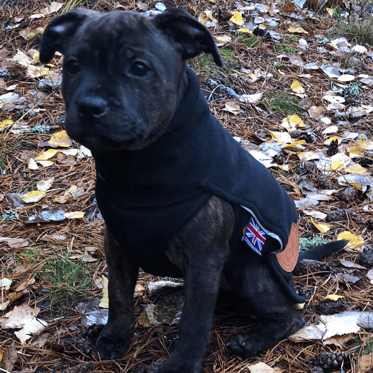 Staffordshire Bull Terrier 1935® Valp Fleecetäcke - Svart