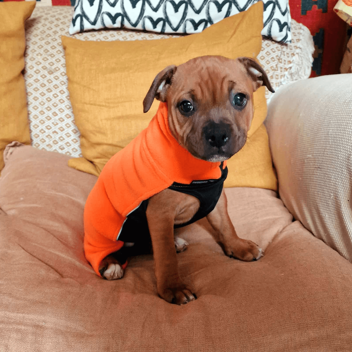 Staffordshire Bull Terrier 1935® Valp Fleecetäcke - Orange