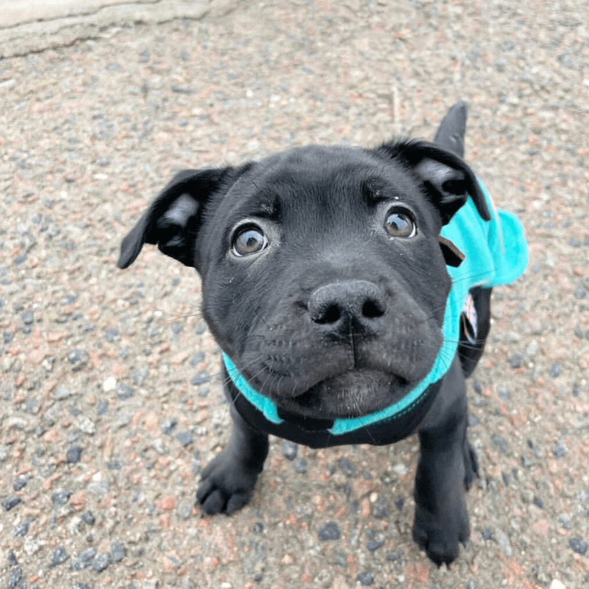Staffordshire Bull Terrier 1935® Valp Fleecetäcke - Petrol